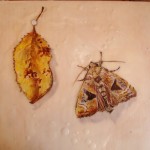 Trompe l'oeil with moth and leaf