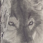 “Wolf” by Shele Katryna Cox